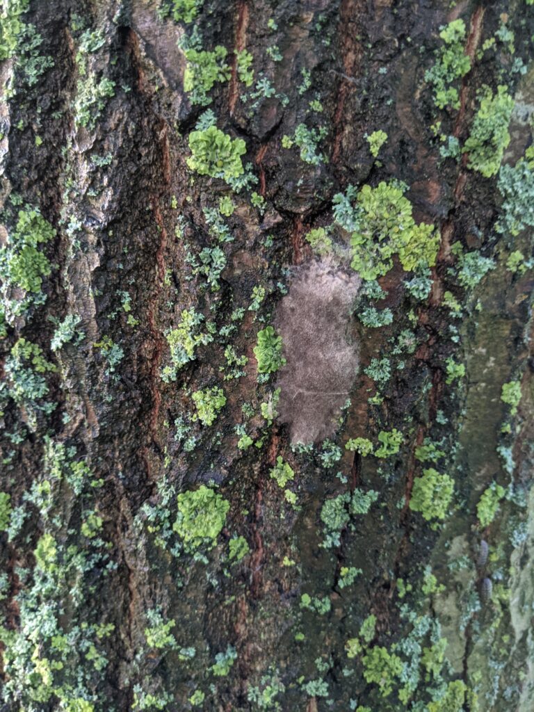 Een buidel eitjes van de plakker op tegen een boom aangeplakt